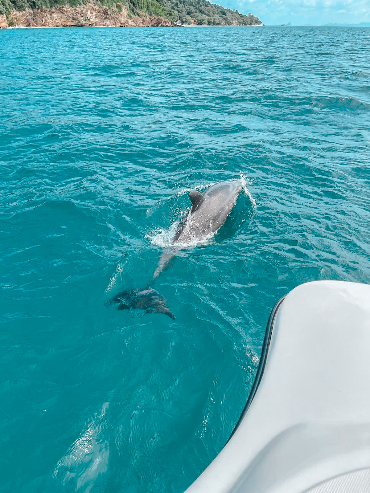 Dolphins swimming beside the boat at Mai Ton Island