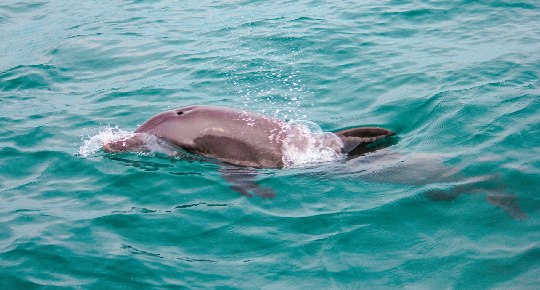 Dolphin surfacing during a sea safari tour